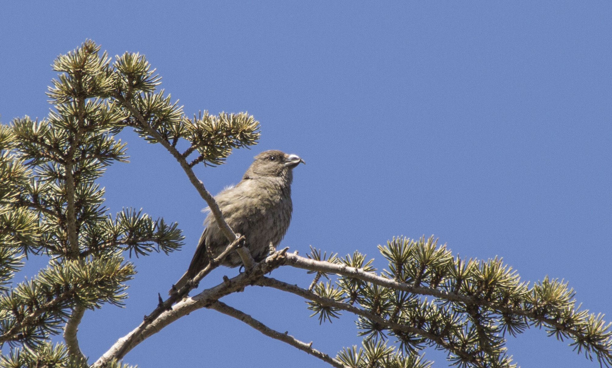 Red Crossbill